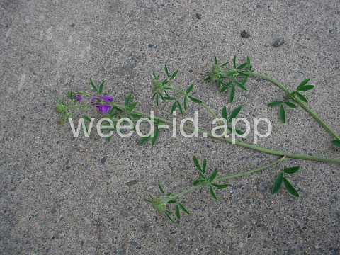 alfalfa